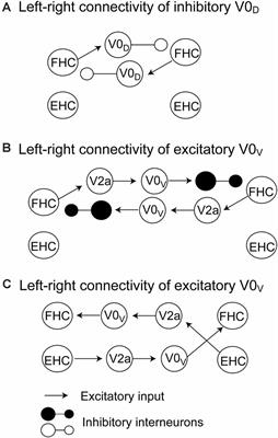 Phase-Dependent Crossed Inhibition Mediating Coordination of Anti-phase Bilateral Rhythmic Movement: A Mini Review